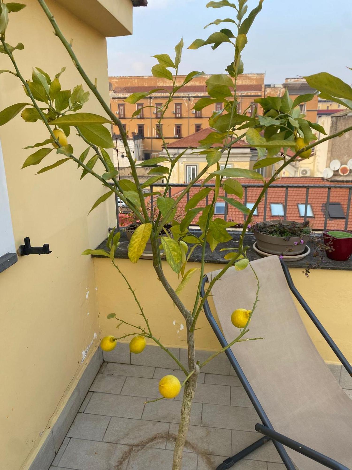 Apartment Attico Spaccanapoli Con Mega Terrazzo Naples
